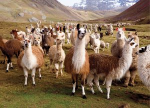 Jigsaw Puzzle: Llamas